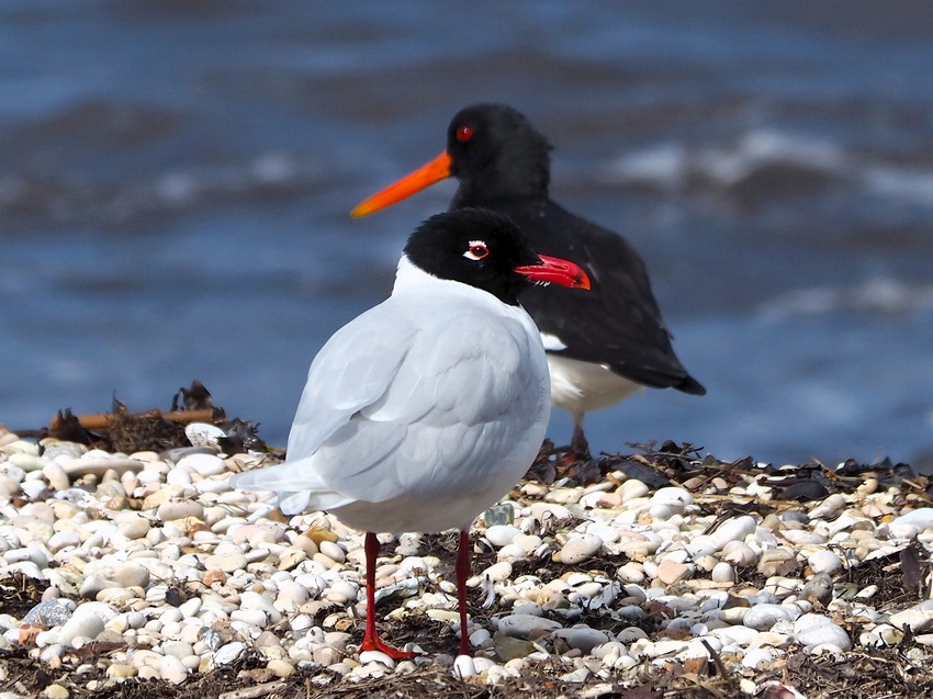 Gabbiano corallino (Larus melanocephalus)